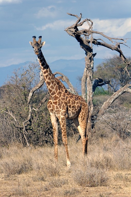 Kenia (54).jpg